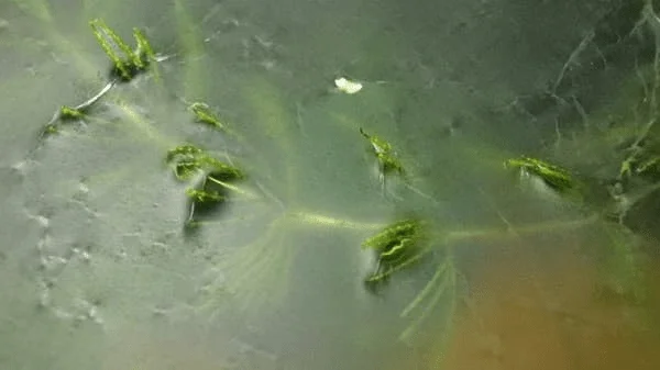 film i toppen af akvariet.